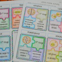 Mitosis puzzle activity answer key