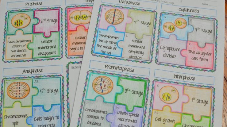 Mitosis puzzle activity answer key