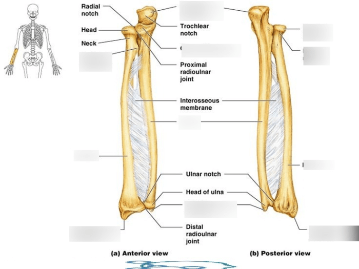 Radius ulna forearm limb distal extremity proximal physiology medial elbow humerus joints lateral anatomical interosseous skeletal membrane