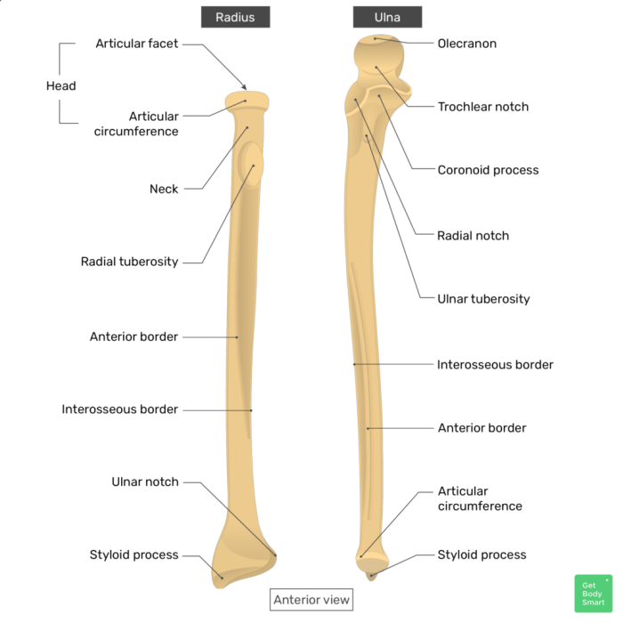 Right radius and ulna anterior view