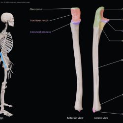 Right radius and ulna anterior view