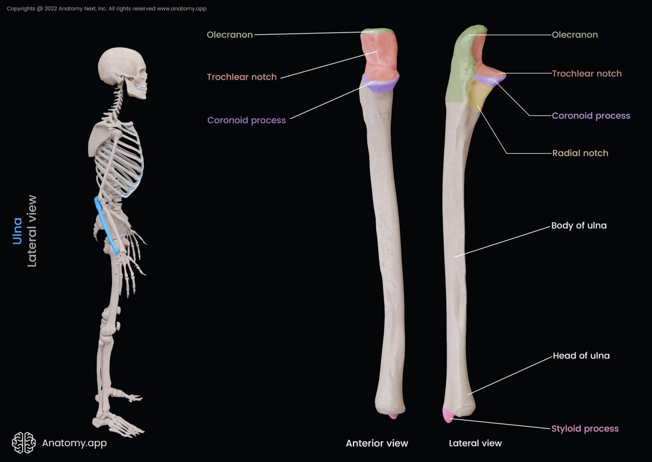 Right radius and ulna anterior view