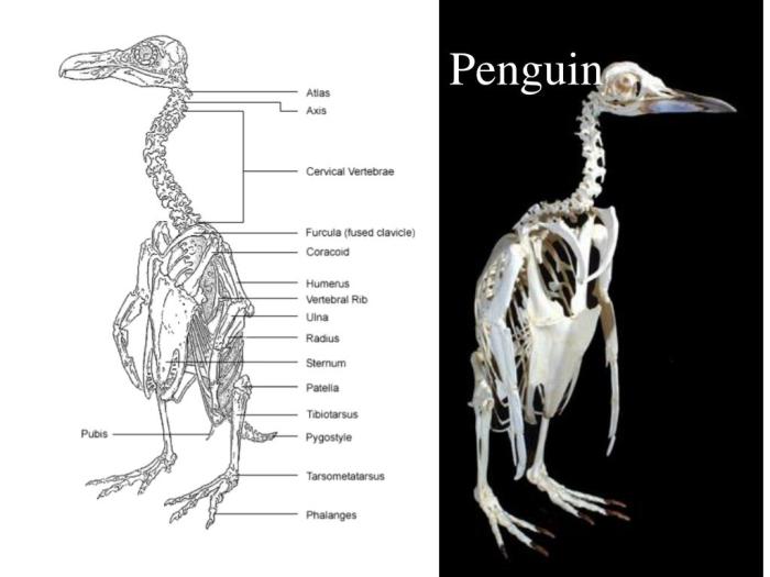 Fun with fictitious animals answer key